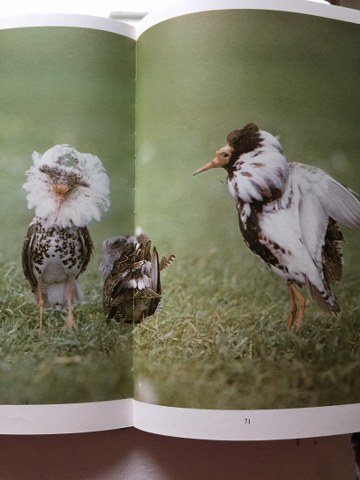 King Natuurboek