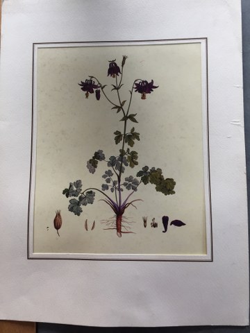 Reproductie Jacopo Ligozzi Aquilegia Vulgaris